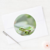 Europese boomkikker in groene ronde sticker (Envelop)