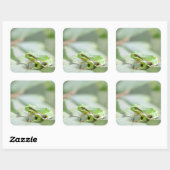 Europese boomkikker in groene sticker (Vel)