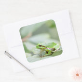 Europese boomkikker in groene sticker (Envelop)