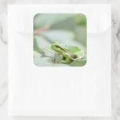 Europese boomkikker in groene sticker (Tas)