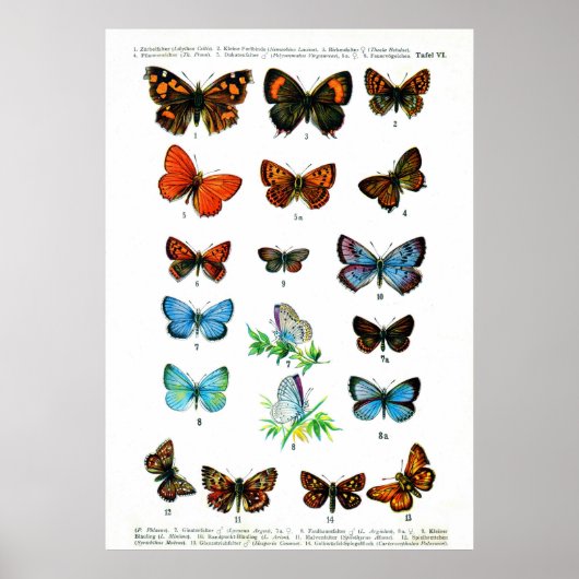 Europese botervliegen (Bord 06) Poster (Voorkant)