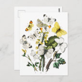  Europese botervliegen Briefkaart (Voorkant / Achterkant)