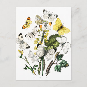 Europese botervliegen Briefkaart