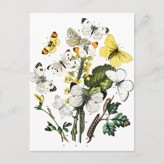  Europese botervliegen Briefkaart (Voorkant)