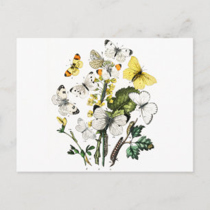 Europese botervliegen Briefkaart