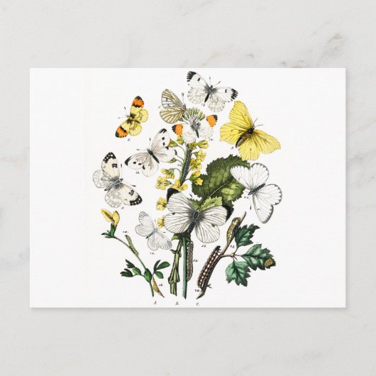  Europese botervliegen Briefkaart (Voorkant)