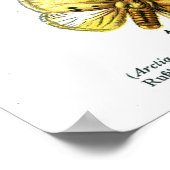 Europese botervliegen poster (Hoek)