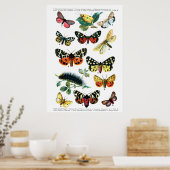 Europese botervliegen poster (Keuken)