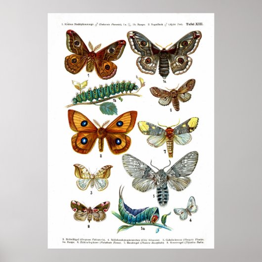 Europese Butterflies (Bord 13) Poster (Voorkant)