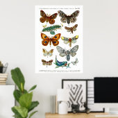 Europese Butterflies (Bord 13) Poster (Thuiskantoor)