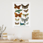 Europese Butterflies (Bord 13) Poster (Keuken)