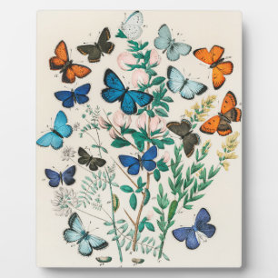 Europese Butterflies, illustratie Fotoplaat