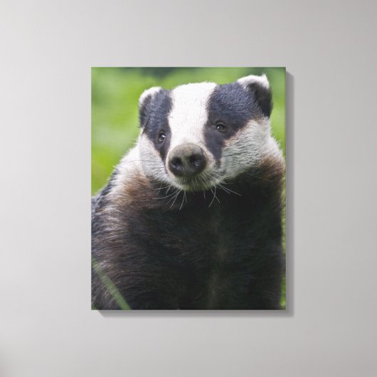Europese Das Ingepakte Canvas Print (Voorkant)