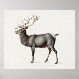 Europese Eland door Peter Rindisbacher Poster