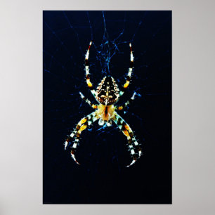 Europese Garden Spider Poster