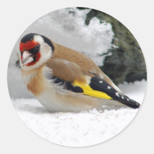 Europese Goldfinch in sneeuwstickers Ronde Sticker