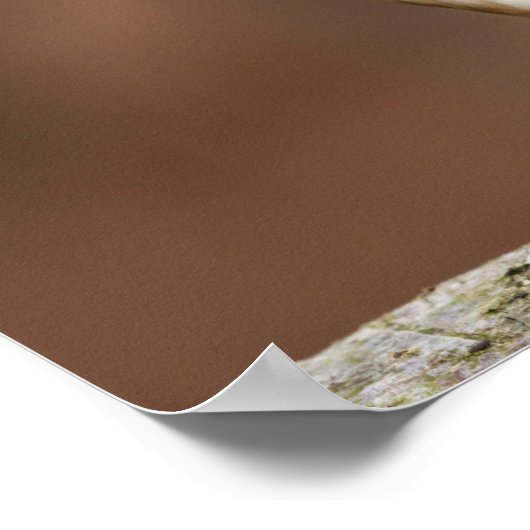 Europese goudvinvogel komt dicht poster (Hoek)