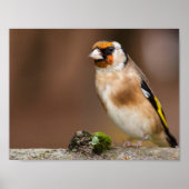 Europese goudvinvogel komt dicht poster (Voorkant)