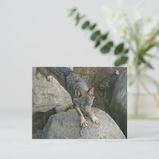 Europese grijze wolf briefkaart (Staand voorkant)