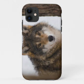 Europese grijze wolf Case-Mate iPhone case (Achterkant)
