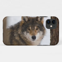 Europese grijze wolf