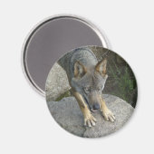 Europese grijze wolf magneet (Voorkant / Achterkant)
