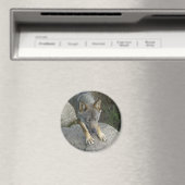 Europese grijze wolf magneet (Insitu (Vaatwasser))
