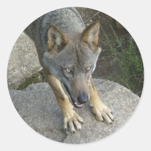 Europese grijze wolf ronde sticker