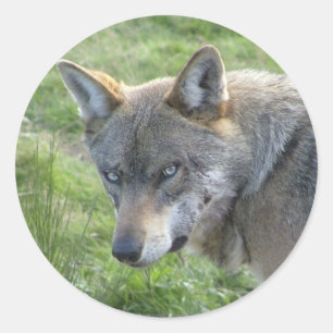 Europese grijze wolf ronde sticker