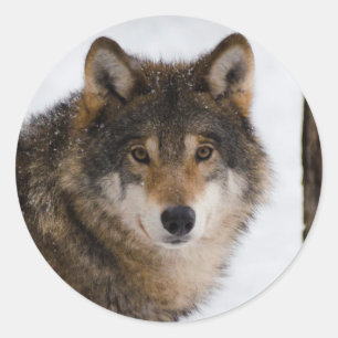 Europese grijze wolf ronde sticker
