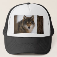 Europese grijze wolf