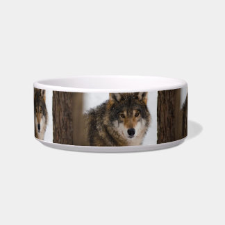 Europese grijze wolf voerbakje