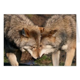 europese grijze wolven