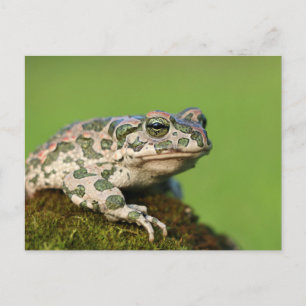 Europese Groene Pad Briefkaart