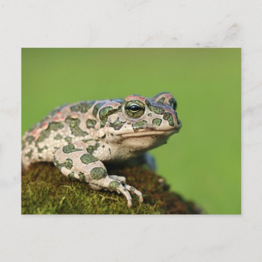 Europese Groene Pad Briefkaart (Voorkant)