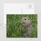Europese grondeekhoorn briefkaart (Voorkant / Achterkant)