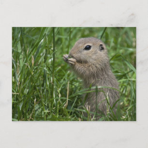 Europese grondeekhoorn briefkaart
