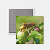 Europese hoornvliesbloem magneet (Voorkant / Achterkant)