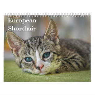 europese korthaarkalender kalender