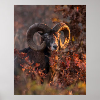 Europese Mouflon Ram in herfst bos wildlife foto Poster