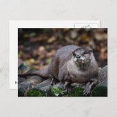 Europese otter briefkaart (Voorkant / Achterkant)