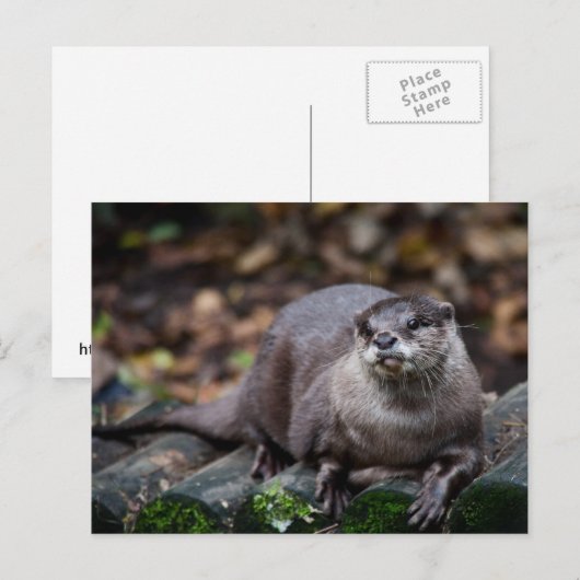 Europese otter briefkaart (Voorkant / Achterkant)