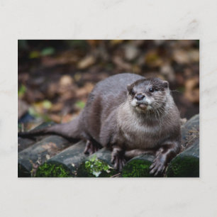 Europese otter briefkaart