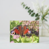 Europese pacock briefkaart (Staand voorkant)