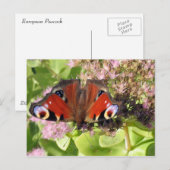Europese pacock briefkaart (Voorkant / Achterkant)