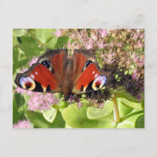 Europese pacock briefkaart