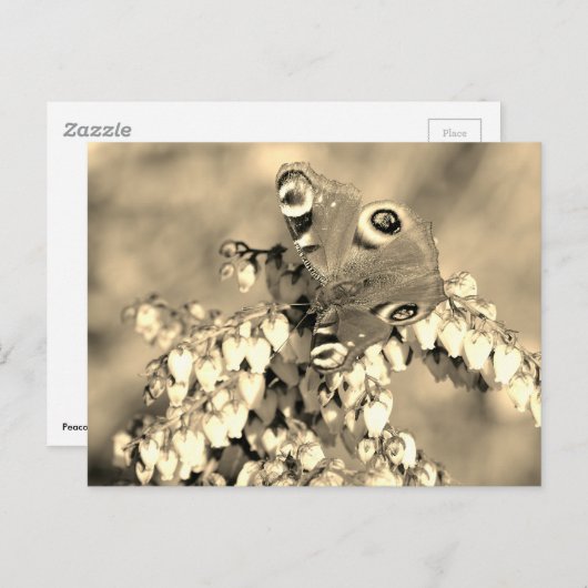 Europese pacockvlinder briefkaart (Voorkant / Achterkant)