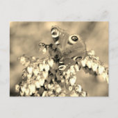 Europese pacockvlinder briefkaart (Voorkant)