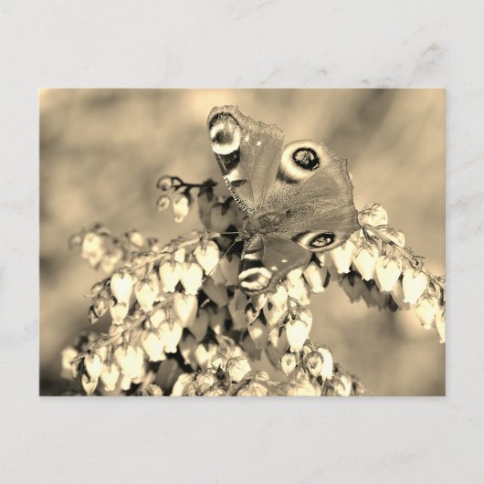 Europese pacockvlinder briefkaart (Voorkant)
