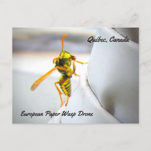Europese Papierwesp (Polistes dominula) Dar Briefkaart